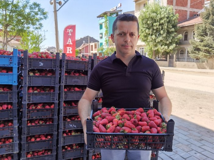 Bursa'da çilek hasadı başladı