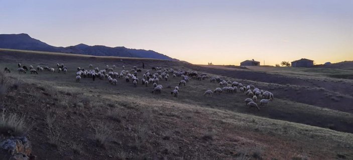 Elazığ'da 190 küçükbaş drone ile bulundu