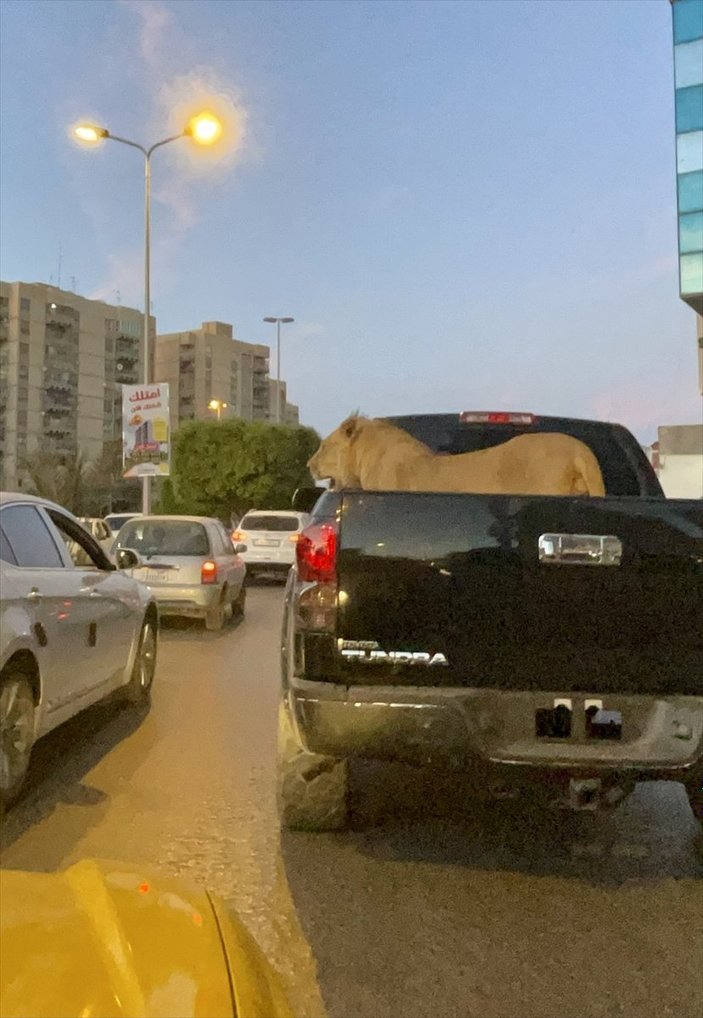 Libya’da, pikabın kasasında aslan gezdirdiler