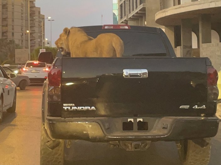 Libya’da, pikabın kasasında aslan gezdirdiler