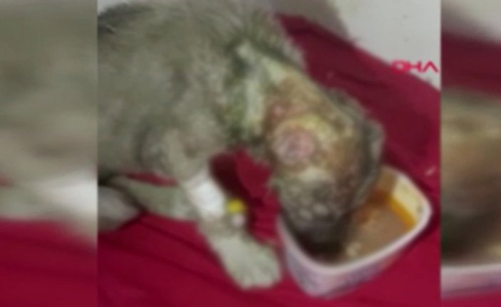 Diyarbakır’da yavru köpeğin kulağı kesildi
