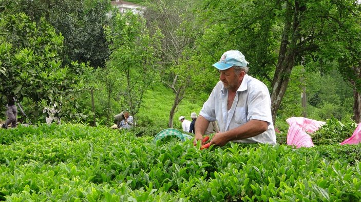 Rizeli üreticiler çay bahçelerine girdi