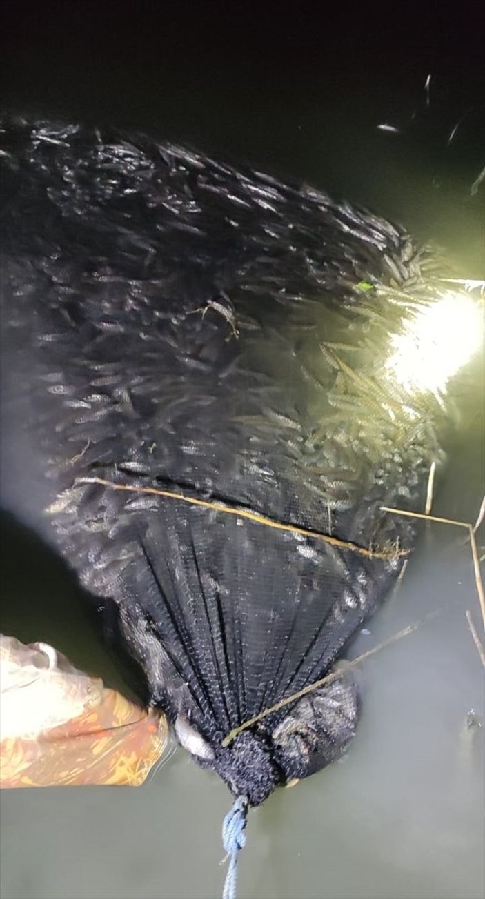 a Van'da kaçak avlanılan 15 ton 200 kilo inci kefali suya bırakıldı