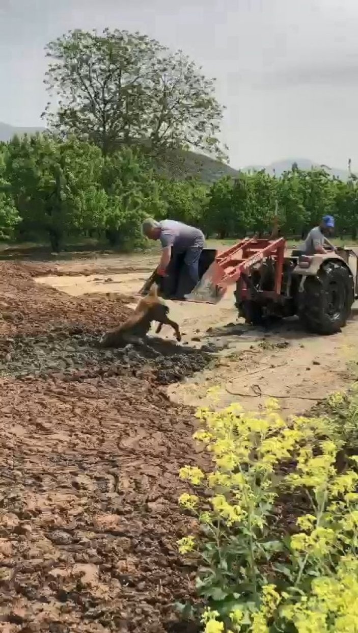 Bursa’da bataklığa saplanan köpeği, çiftçiler kurtardı