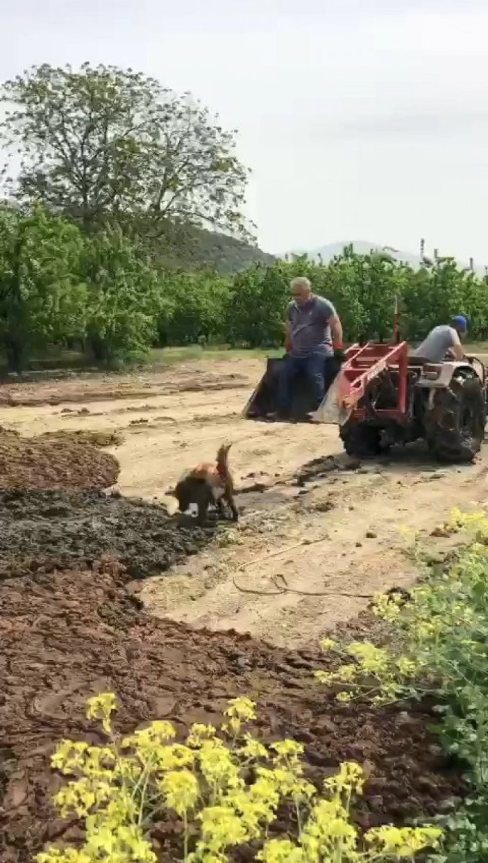 Bursa’da bataklığa saplanan köpeği, çiftçiler kurtardı