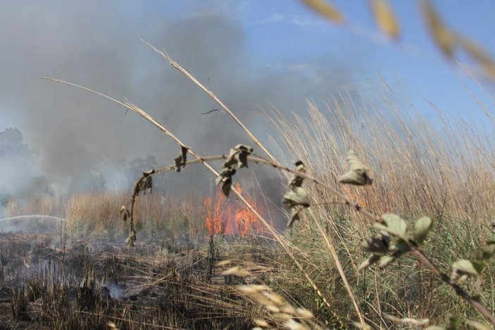 Antalya'da sazlık alan yanarak küle döndü