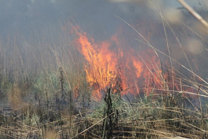 Antalya'da sazlık alan yanarak küle döndü
