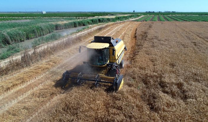 i Buğday hasadı başladı