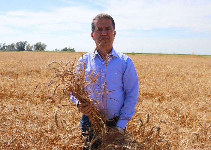 i Buğday hasadı başladı