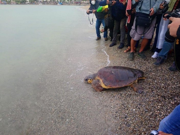 Aydın'da caretta caretta'nın ölü bedenine ulaşıldı