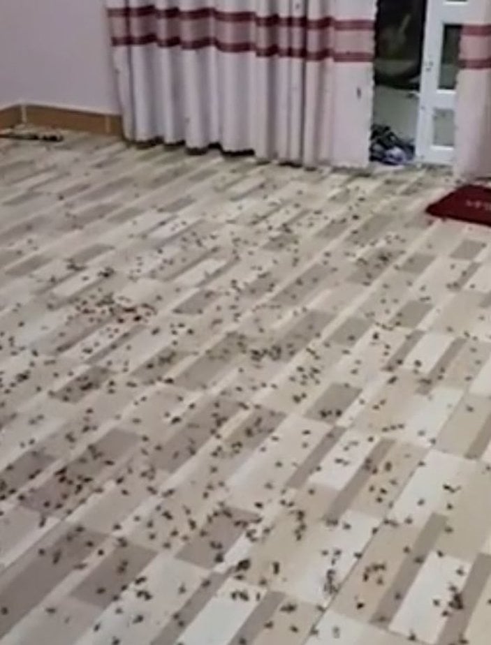 Binlerce uçan karınca Vietnamlı adamın evini işgal etti