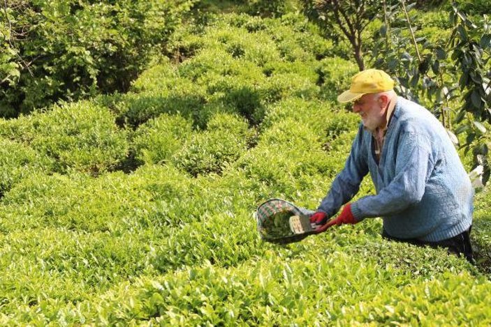 Rize'ye çay toplamaya gelen 30 bin kişiye uyarı