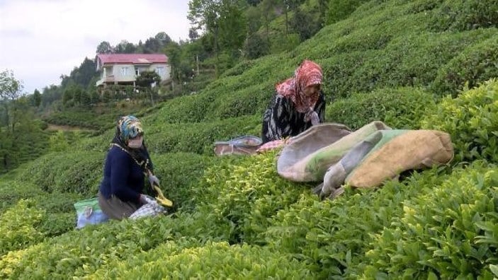 Rize'ye çay toplamaya gelen 30 bin kişiye uyarı
