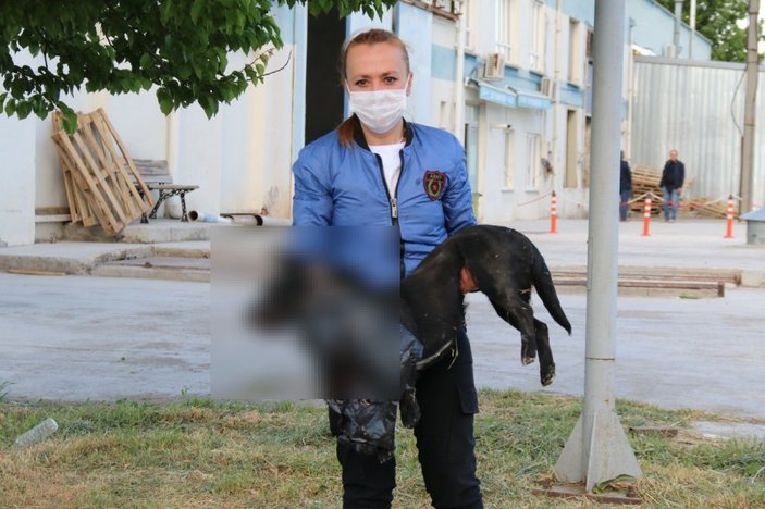Eskişehir’de sürücü engelli köpeği ezdi