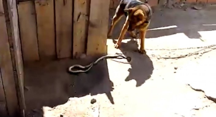 Çanakkale'de sahipli köpek yılanı parçaladı