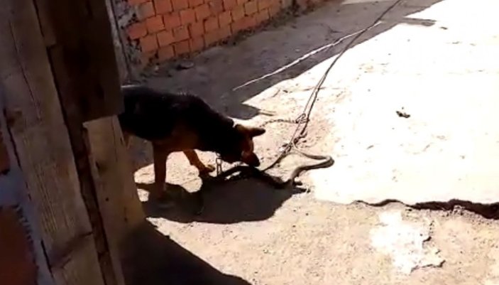 Çanakkale'de sahipli köpek yılanı parçaladı