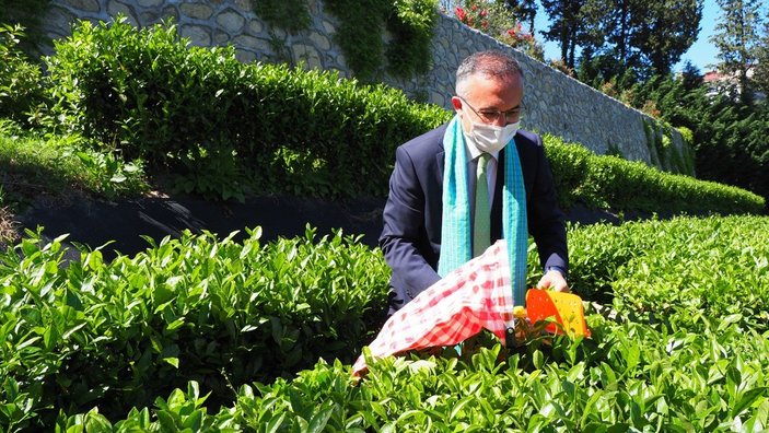 Rize Valisi Kemal Çeber: Pandemi Rizeliyi çay bahçelerine döndürdü