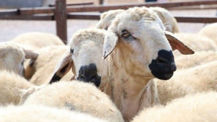 Kurban Bayramı ne zaman 2021? Kurban Bayramı tatili kaç gün?