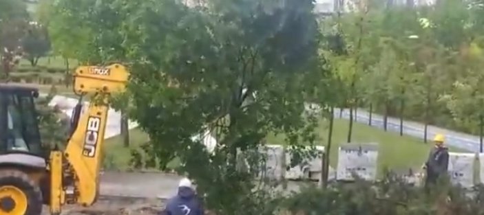 CHP'li Beylikdüzü Belediyesi ağaç katliamı yaptı