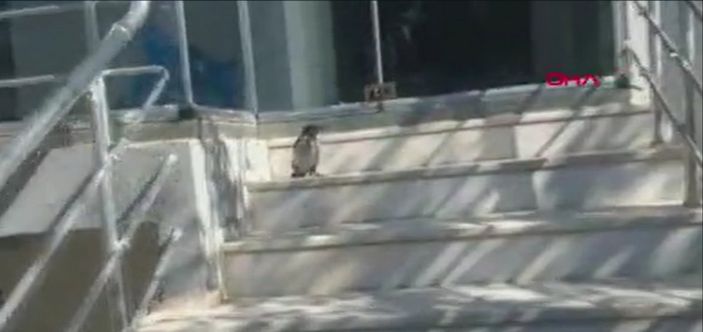 Erzincan’da eve girmek isterken kargalar saldırdı