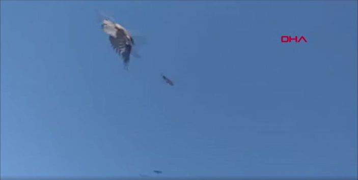 Erzincan’da eve girmek isterken kargalar saldırdı