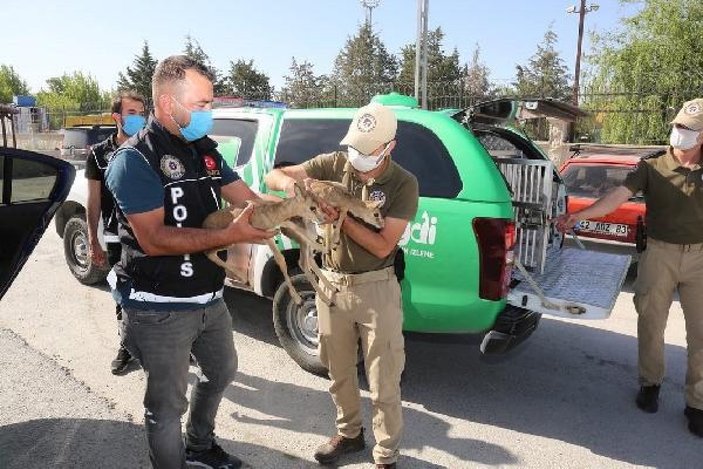Konya'da durdurulan araçtan ceylan yavruları çıktı