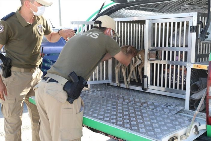 d Konya'da durdurulan araçtan ceylan yavruları çıktı