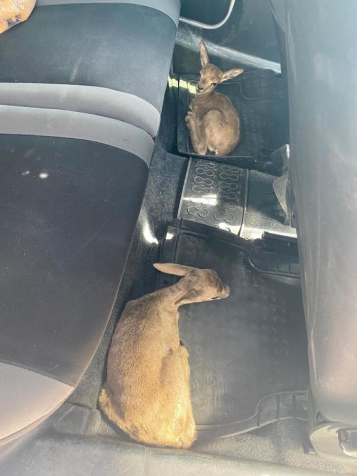 d Konya'da durdurulan araçtan ceylan yavruları çıktı