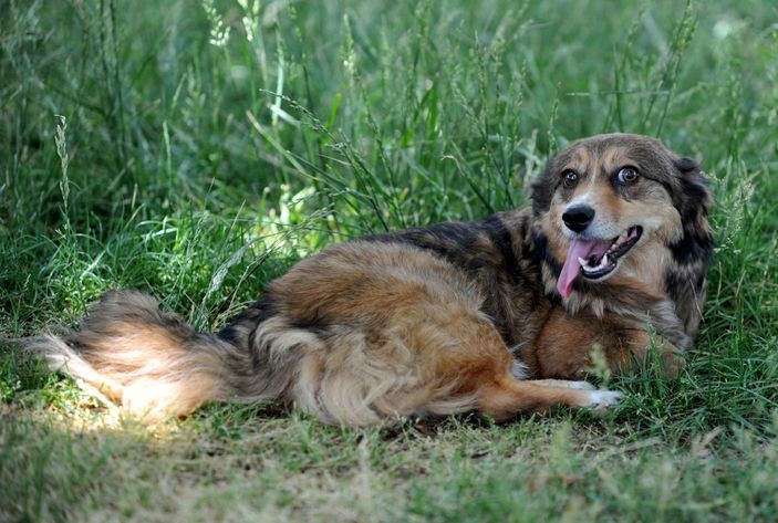 d Bursa'da felçli olan köpek, kök hücre nakli ile yürüdü