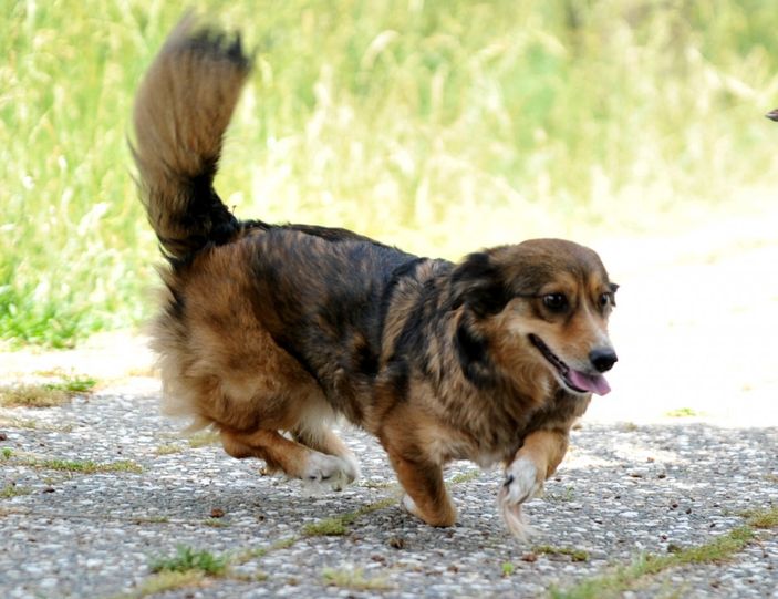 d Bursa'da felçli olan köpek, kök hücre nakli ile yürüdü