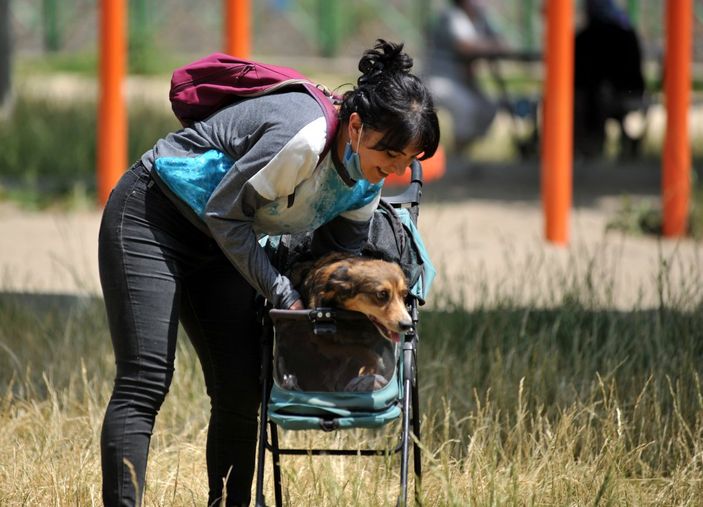 d Bursa'da felçli olan köpek, kök hücre nakli ile yürüdü