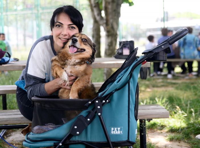 d Bursa'da felçli olan köpek, kök hücre nakli ile yürüdü
