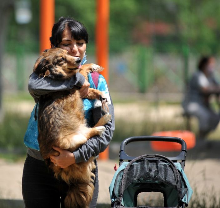 d Bursa'da felçli olan köpek, kök hücre nakli ile yürüdü