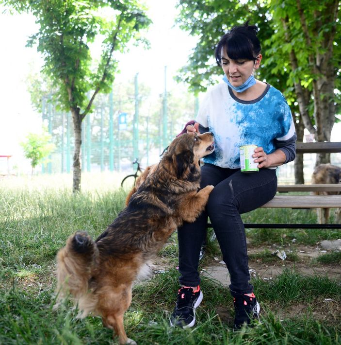 d Bursa'da felçli olan köpek, kök hücre nakli ile yürüdü