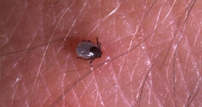 Keneden korunmak için 7 ipucu