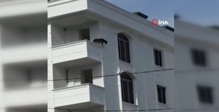 i Sultangazi’de köpek çıkış yolunu bulamadı, balkondan atladı
