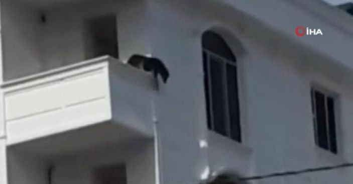 i Sultangazi’de köpek çıkış yolunu bulamadı, balkondan atladı