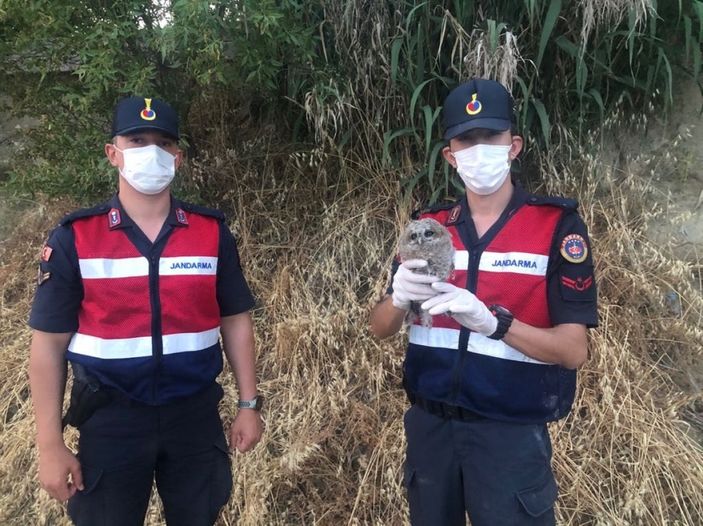 d Manisa'da yaralı halde bulunan baykuş tedavi ettirildi
