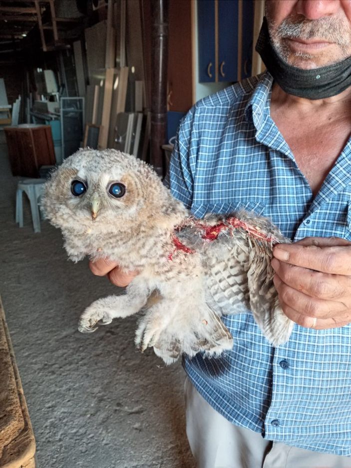 d Manisa'da yaralı halde bulunan baykuş tedavi ettirildi