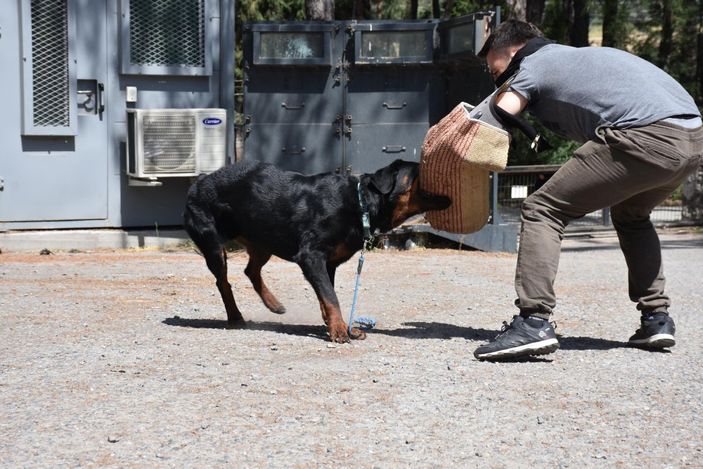 İzmir'de sahibi uyuşturucudan tutuklanan köpek, polisler tarafından eğitildi