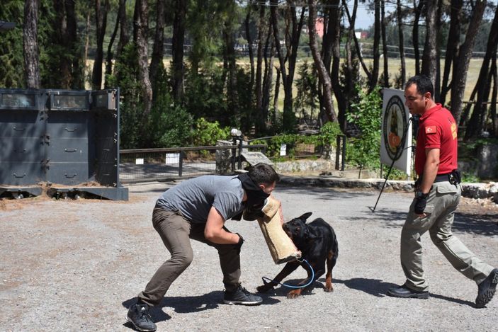 İzmir'de sahibi uyuşturucudan tutuklanan köpek, polisler tarafından eğitildi