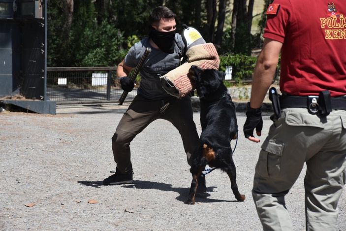 İzmir'de sahibi uyuşturucudan tutuklanan köpek, polisler tarafından eğitildi