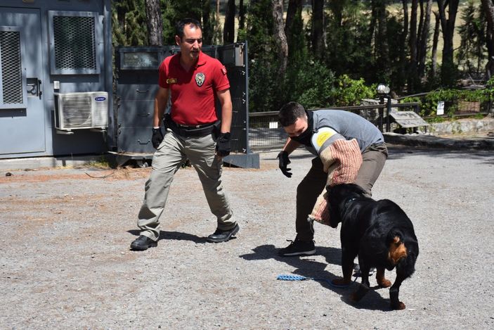 İzmir'de sahibi uyuşturucudan tutuklanan köpek, polisler tarafından eğitildi