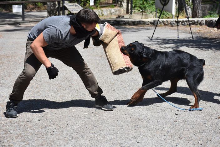 İzmir'de sahibi uyuşturucudan tutuklanan köpek, polisler tarafından eğitildi
