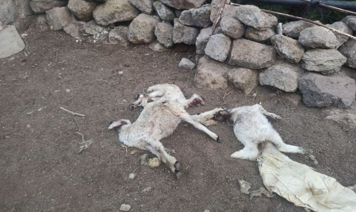 Aksaray'da ahıra giren kurt, 10 koyunu telef etti