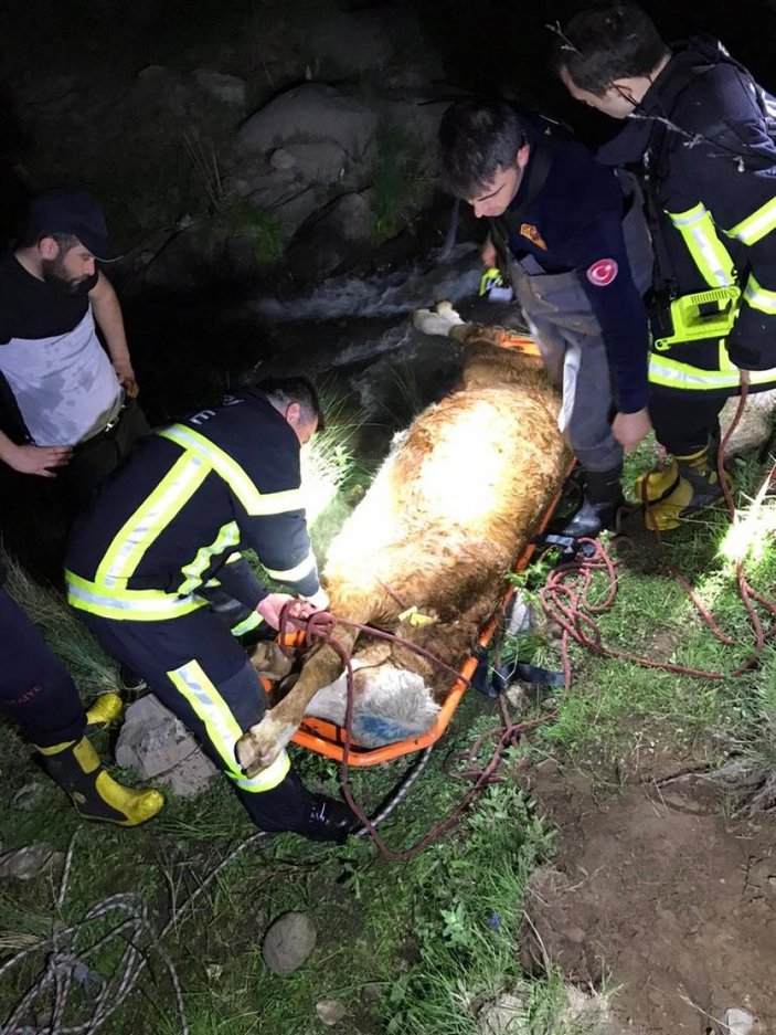 Kayseri'de bacağı kırılan inek, sedye ile taşındı