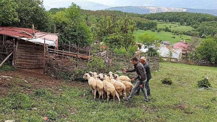 Tokat'ta ağıla saldıran kurt, 35 küçükbaşı telef etti