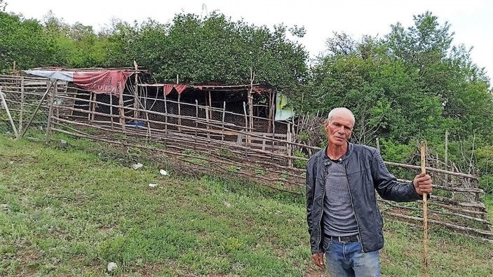 Tokat'ta ağıla saldıran kurt, 35 küçükbaşı telef etti