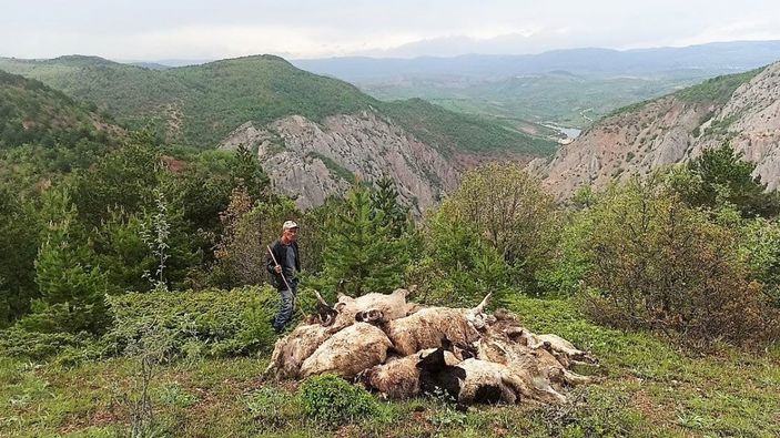 Tokat'ta ağıla saldıran kurt, 35 küçükbaşı telef etti
