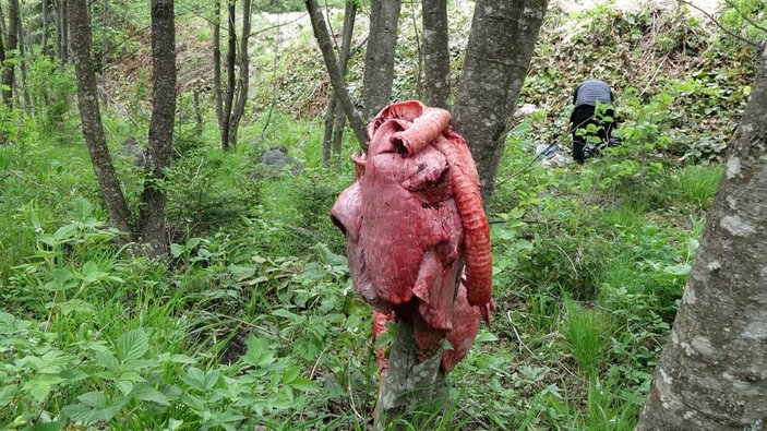 Trabzon'da köye inen ayılara ‘sakatat’ engeli
